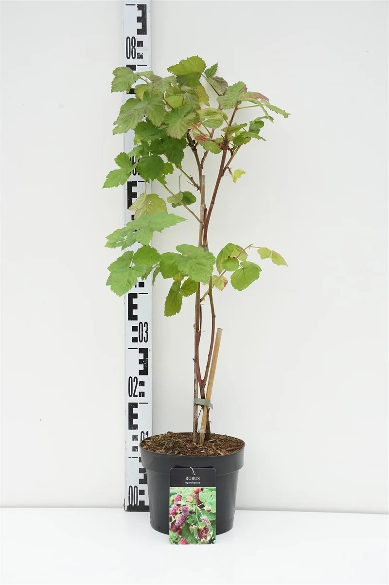 Rubus loganobaccus C3 (3 liters kruka) / 19 cm kruka 40-50 cm