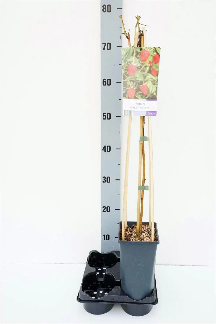 Rubus idaeus 'Tulameen' C2,5 (2,5 liters kruka) 70 cm