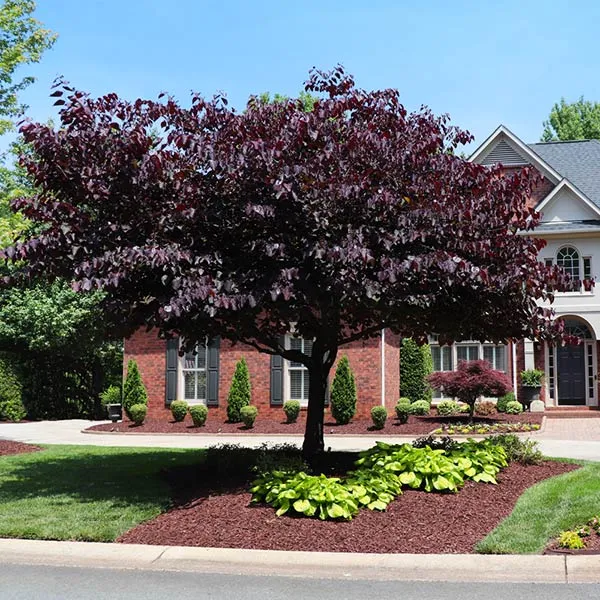 Forest Pansy Redbud