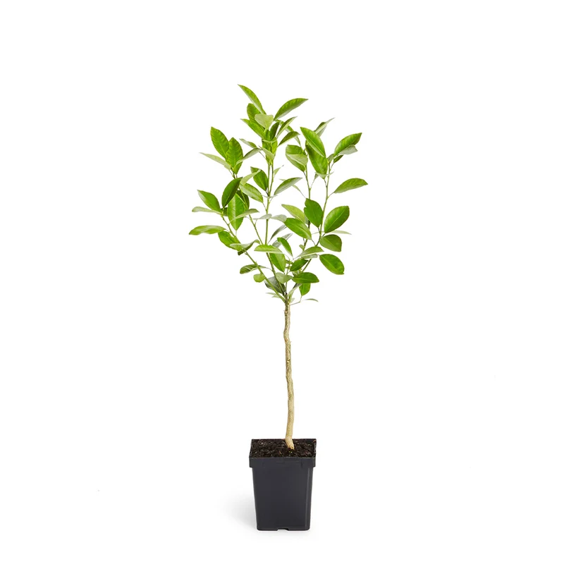 Calamondin Orange Tree