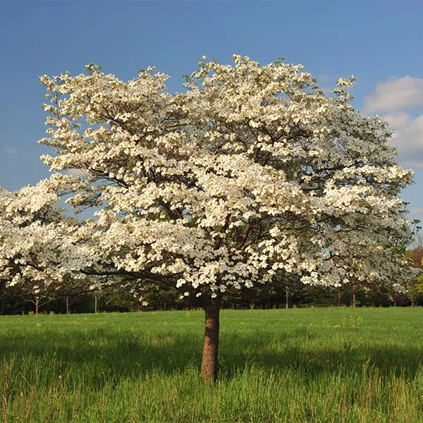 Cloud 9 Dogwood Tree
