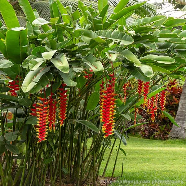 Lobster Claw Plant