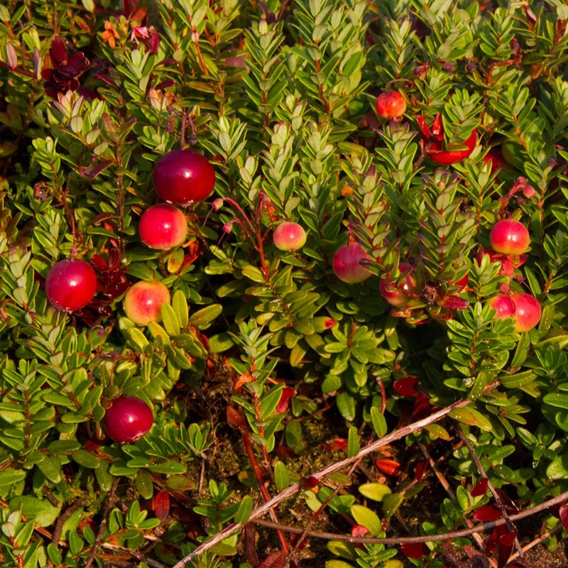 Stevens Cranberry Bush