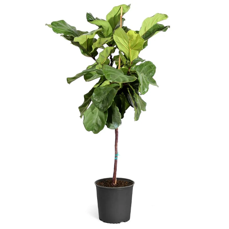 Fiddle-Leaf Fig Tree