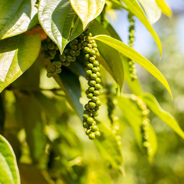 Black Pepper Plant