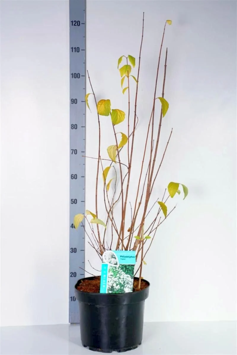 Philadelphus 'Virginal' C12 (12 liters kruka) 100-125 cm