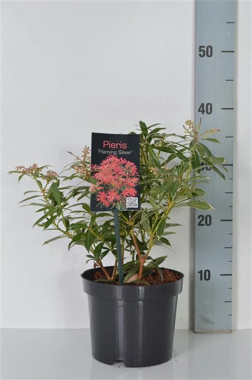 Pieris 'Flaming Silver' C2 (2 liters kruka) 20-25 cm