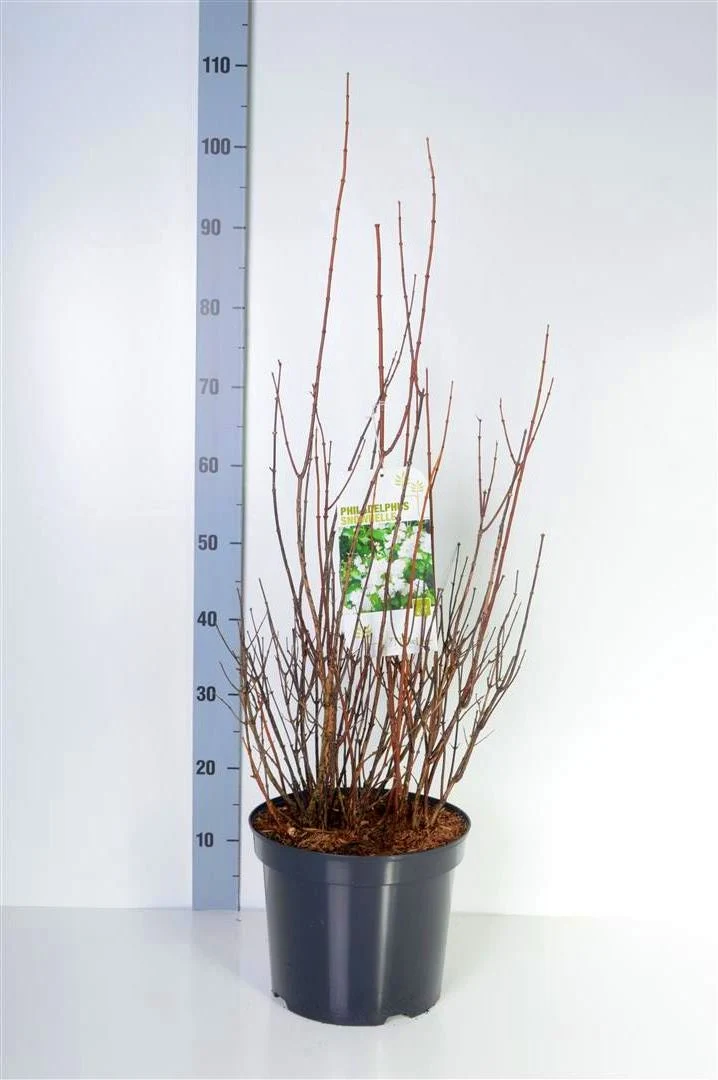 Philadelphus 'Snowbelle' C5 (5 liters kruka) 40-50 cm