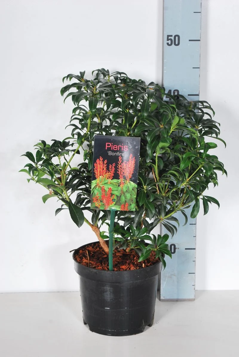 Pieris japonica 'Bonfire' C2 (2 liters kruka) 20-25 cm