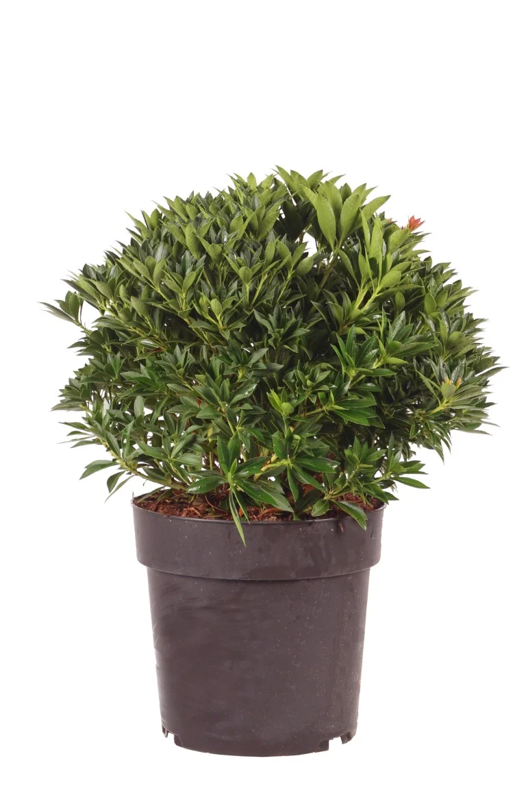 Pieris japonica 'Prelude' C5 (5 liters kruka) 40-50 cm
