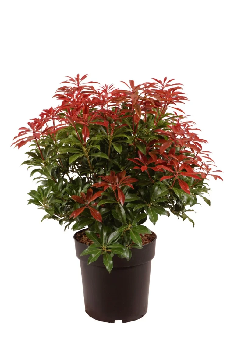 Pieris japonica 'Mountain Fire' C5 (5 liters kruka) 40-50 cm