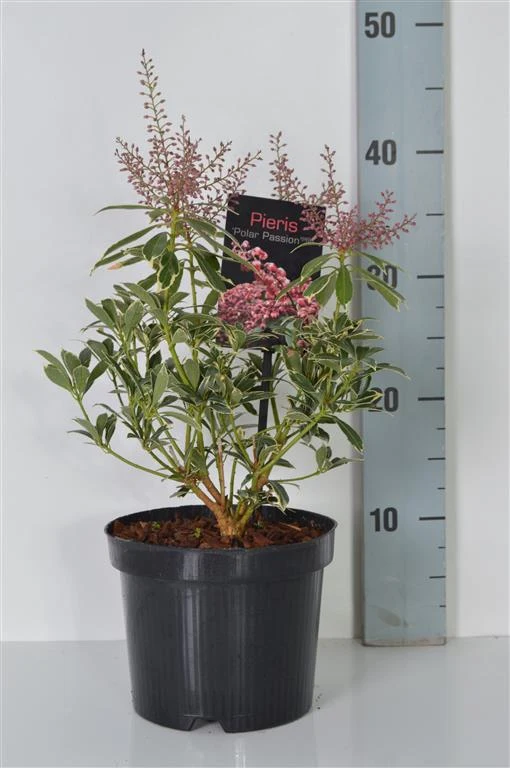 Pieris japonica 'Polar Passion' C5 (5 liters kruka) 25-30 cm