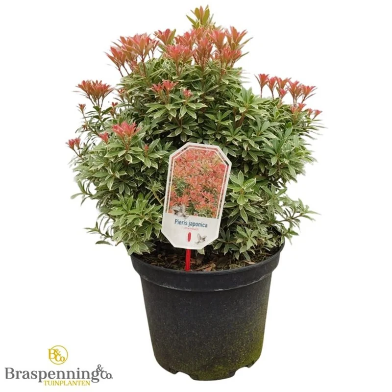 Pieris japonica 'Little Heath' C10 (10 liters kruka) 40-50 cm