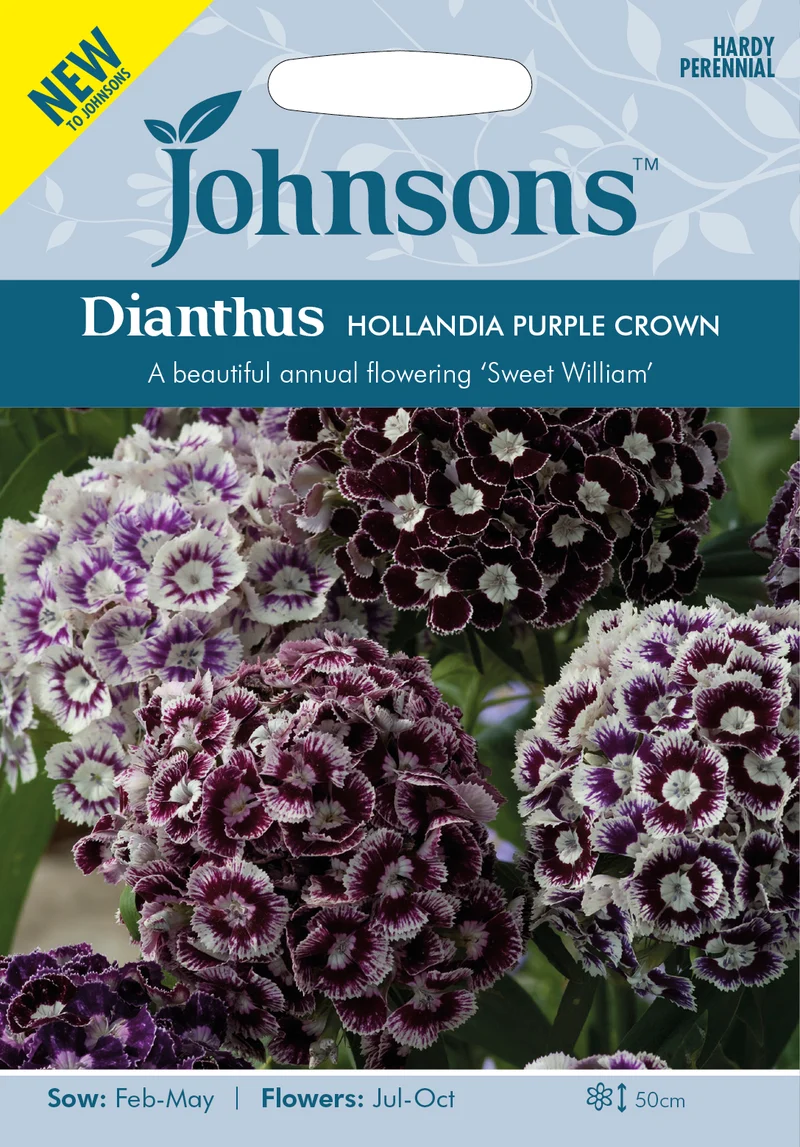 Borstnejlika 'Hollandia Purple Crown'