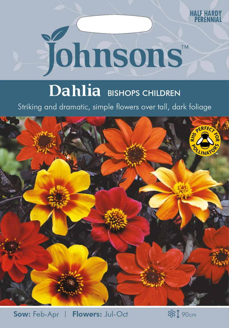 Sommardahlia 'Bishops children'