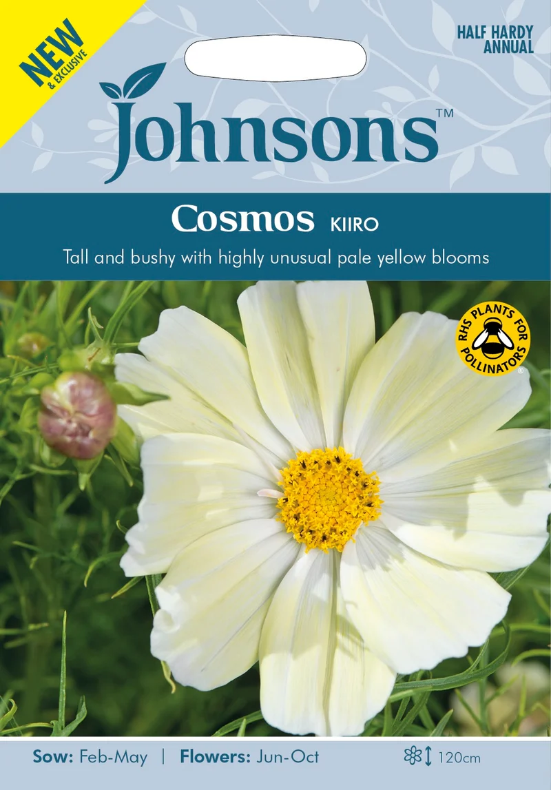 Rosenskära 'Kiiro'
