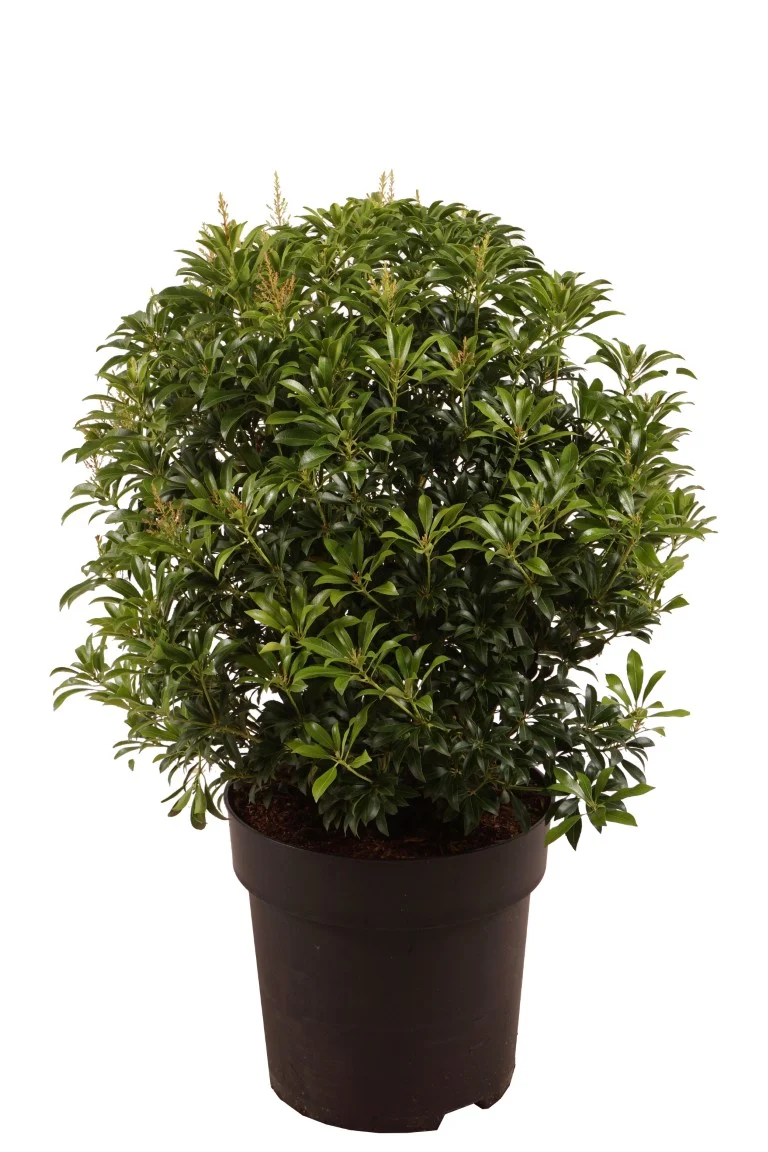 Pieris japonica 'Passion' C4,5 (4,5 liters kruka) 30+ cm