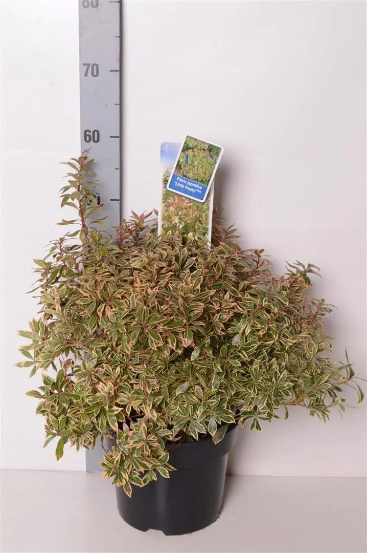 Pieris japonica 'Little Frosty' ® C5 (5 liters kruka) 30-40 cm