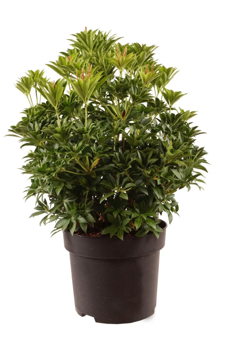 Pieris japonica 'Cupido' C10 (10 liters kruka) 50-60 cm