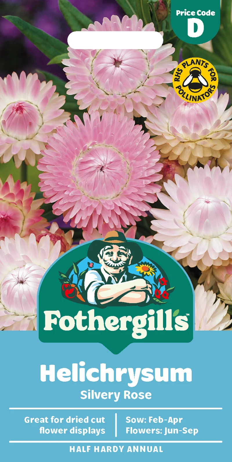 Jätteeternell 'Silvery Rose'