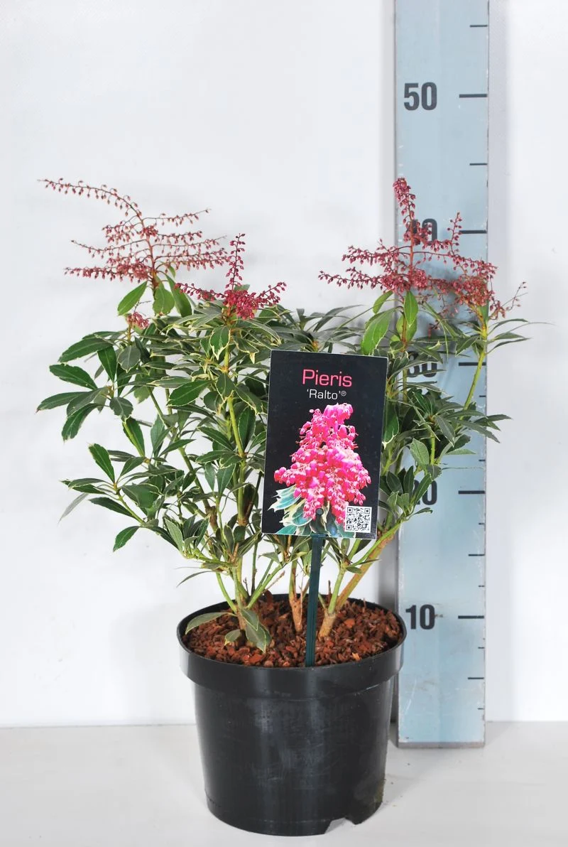Pieris japonica 'Ralto' C2 (2 liters kruka) 20-25 cm