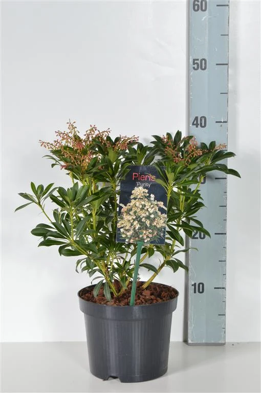 Pieris japonica 'Purity' C2 (2 liters kruka) 20-25 cm