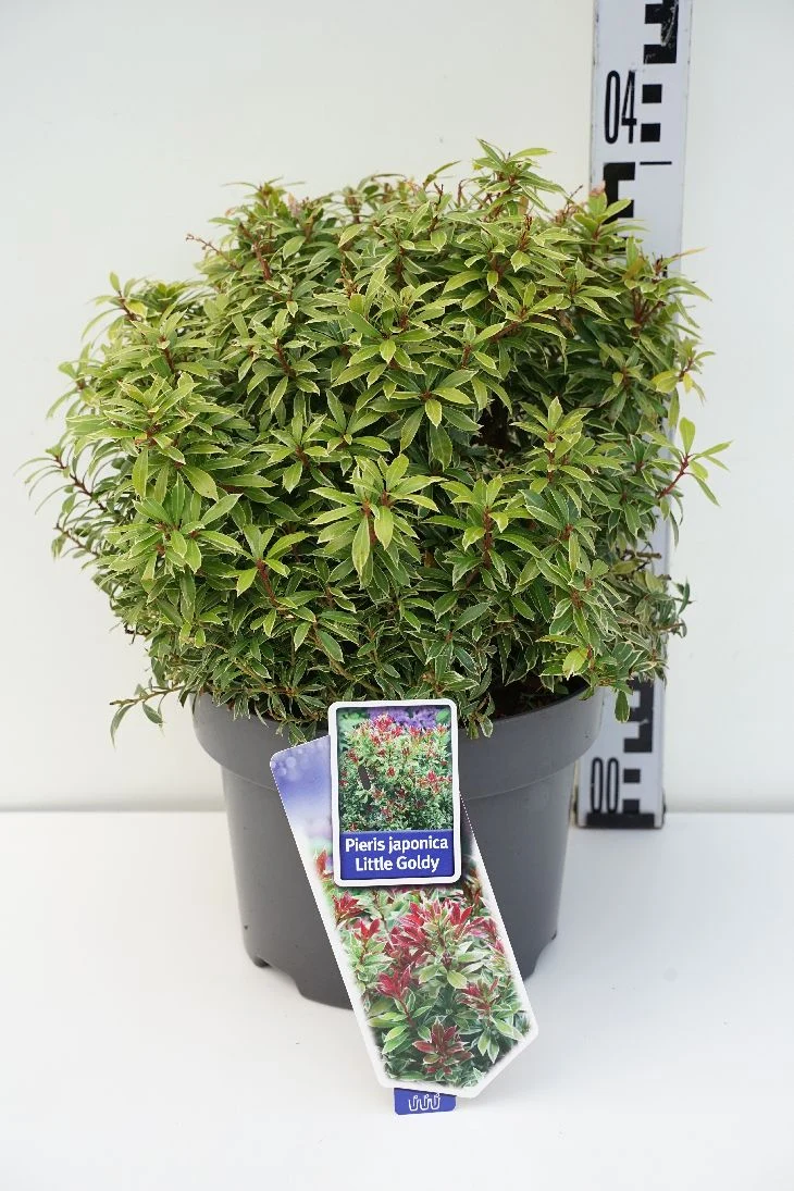 Pieris japonica 'Little Goldy' 33 cm dekorkruka