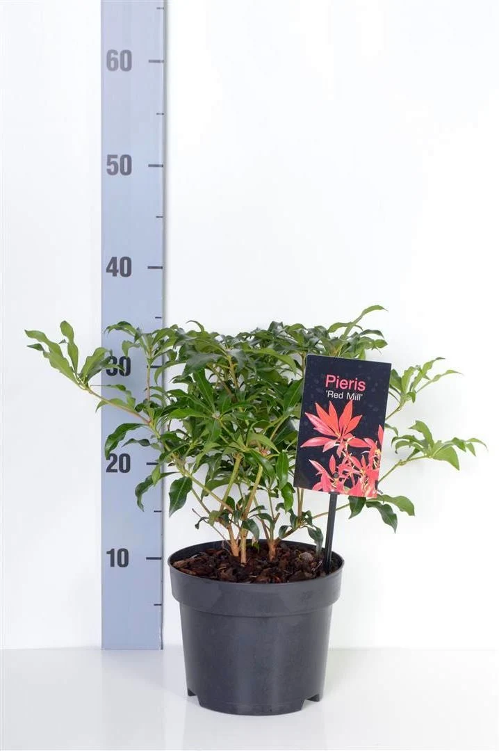 Pieris japonica 'Red Mill' C2 (2 liters kruka) 20-25 cm