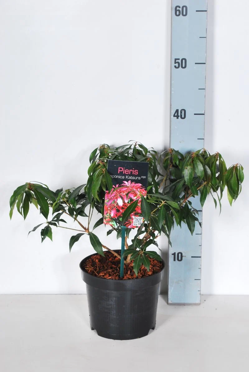 Pieris japonica 'Katsura' C2 (2 liters kruka) 20-25 cm