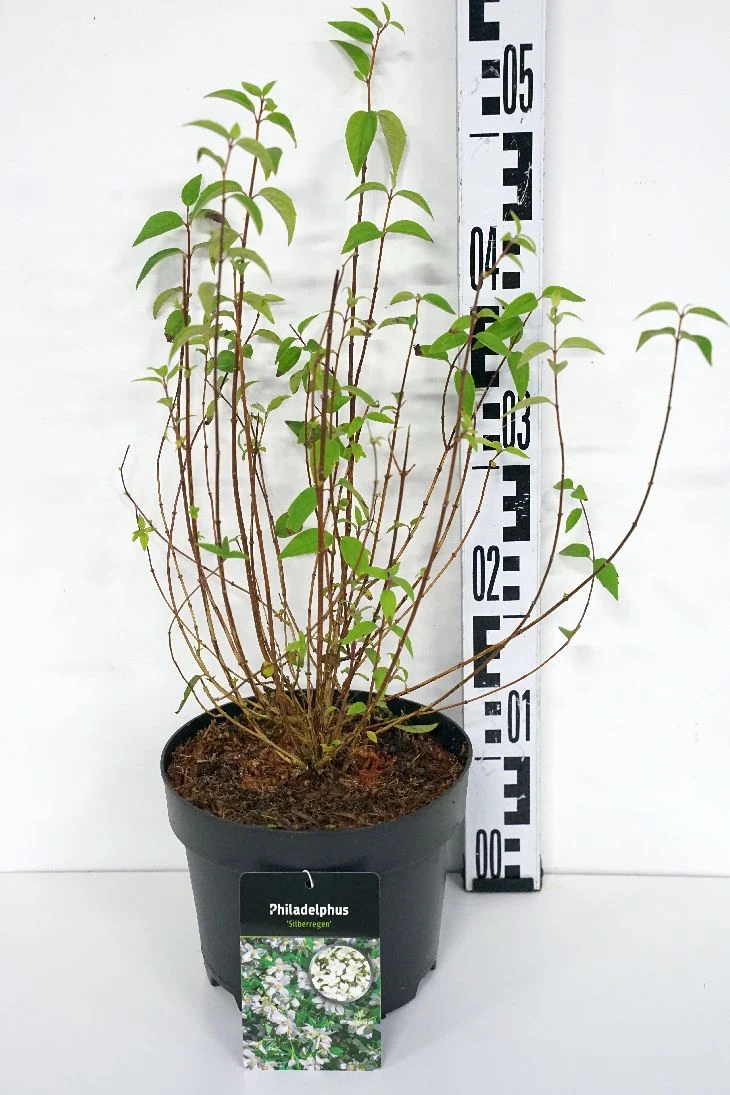 Philadelphus 'Silberregen' C3 (3 liters kruka) 30-40 cm