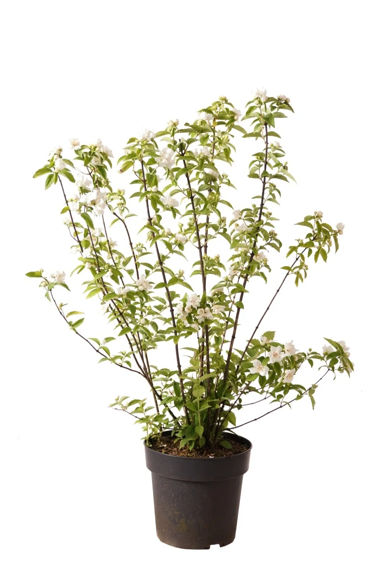 Philadelphus 'Snowgoose' C2 (2 liters kruka) / 17 cm kruka 25-30 cm