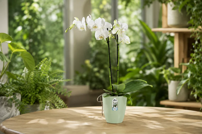 Brussels Orchid High 12,5cm Soft Green