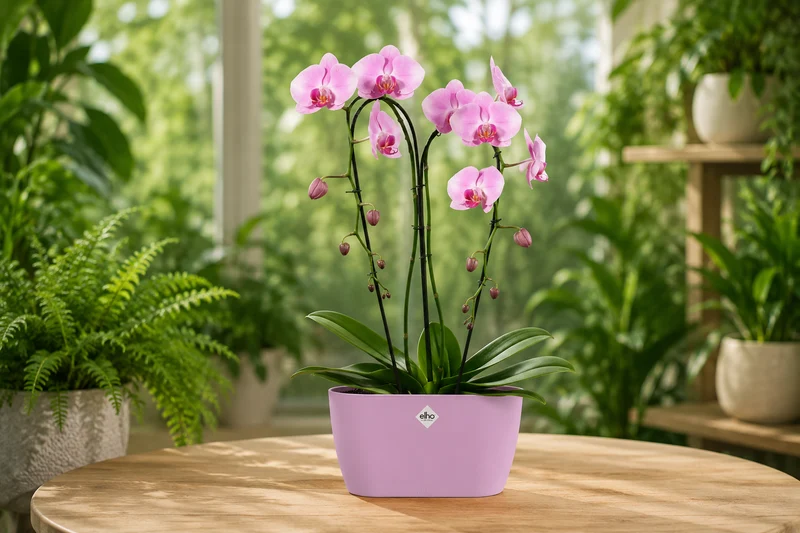 Brussels Orchid Duo 25cm Soft Pink