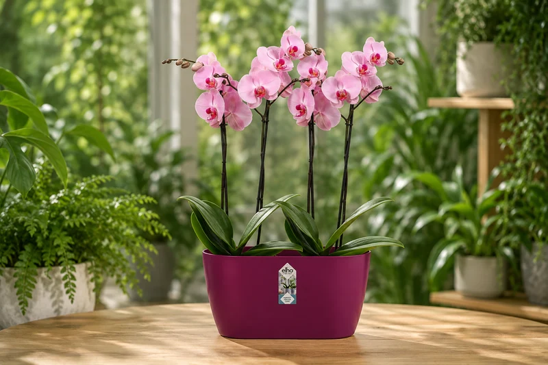 Brussels Orchid Duo 25cm Cherry Red