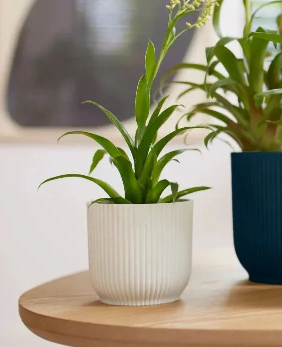 Vibes 'Fold Round' 14cm - Silky White