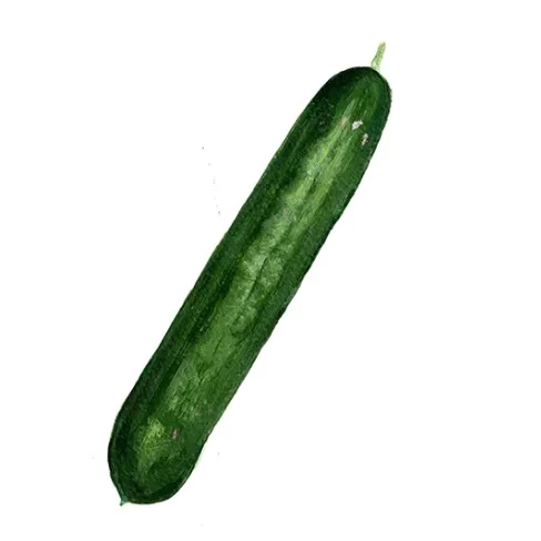 Gurka 'Tanja' Svenskodlat frö