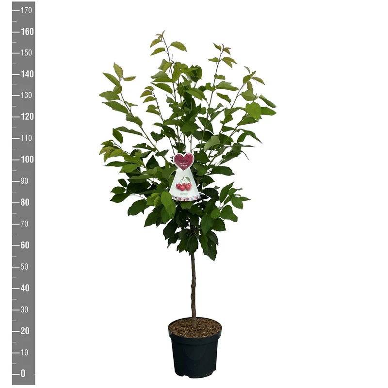 Prunus a. 'Stella' 10-12 cm, C45 (45 liters kruka)