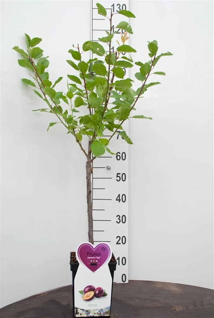 Prunus a. 'Schneid. Spate Knorpel.' C5 (5 liters kruka) Buske