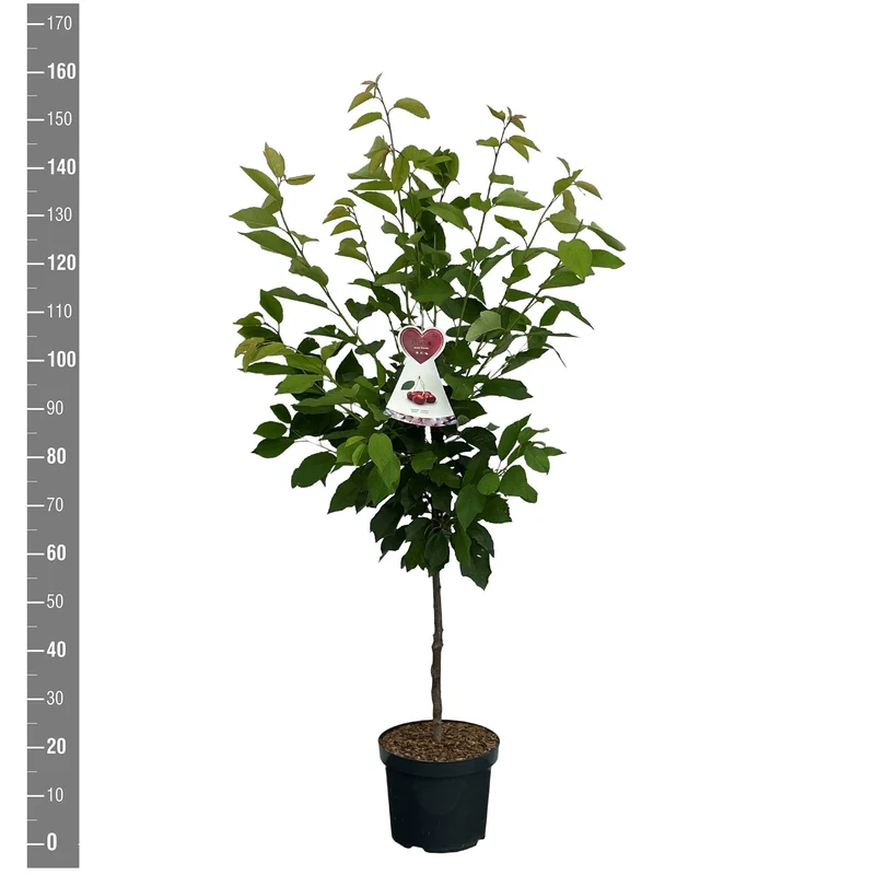 Prunus avium 'Kordia' högstam, stamomfång 10-12 cm, C45 (45 liters kruka)