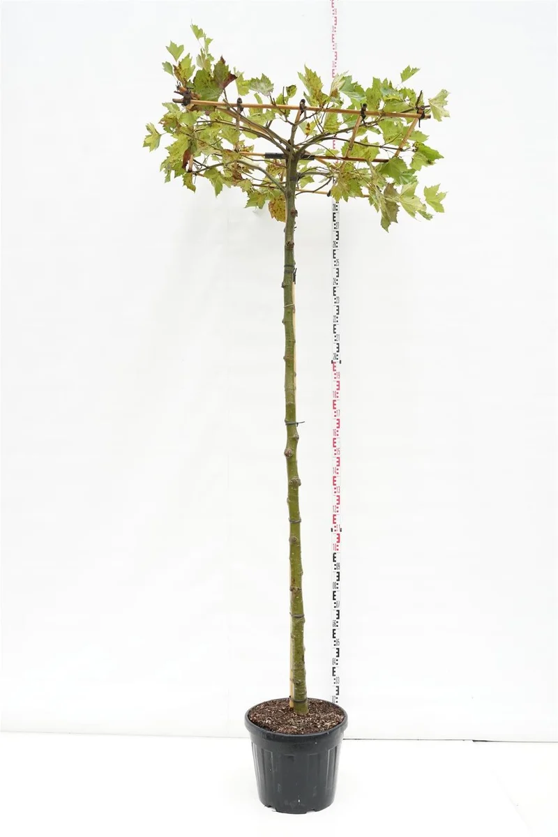 Platanus hispanica (takform) stam 225 cm 16-18 cm C50 (50 liters kruka)