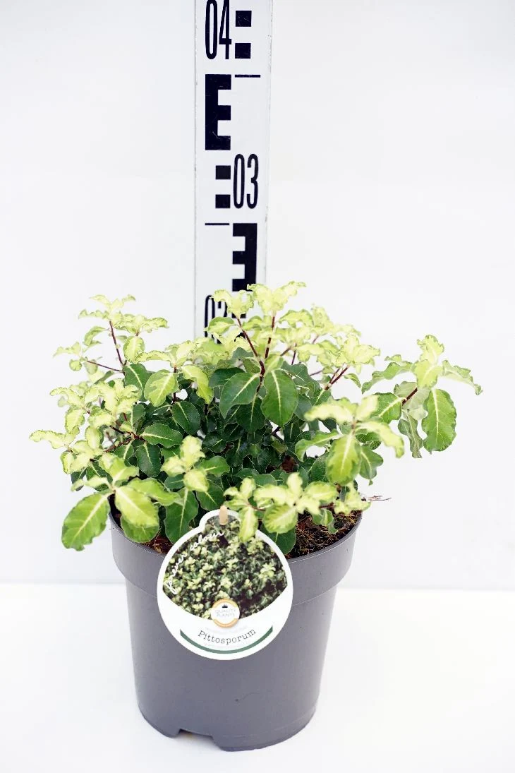 Pittosporum ten. 'Gold Star' C2 (2 liters kruka) / 17 cm kruka 15-20 cm