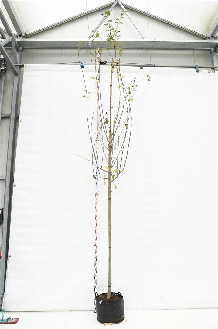Populus tremula (Asp) - Stamomkrets 12-14 cm