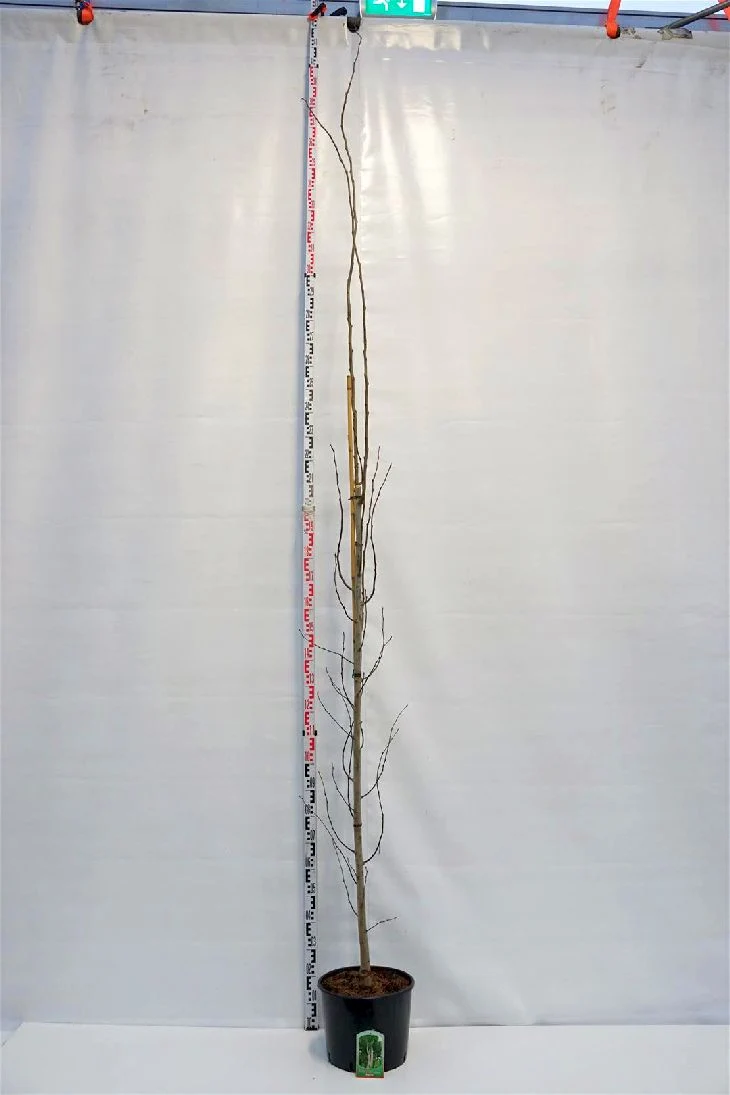 Populus tremula 'Erecta' 8-10 cm C20 (20 liters kruka)