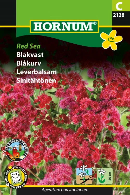 Ageratum 'Red Sea'