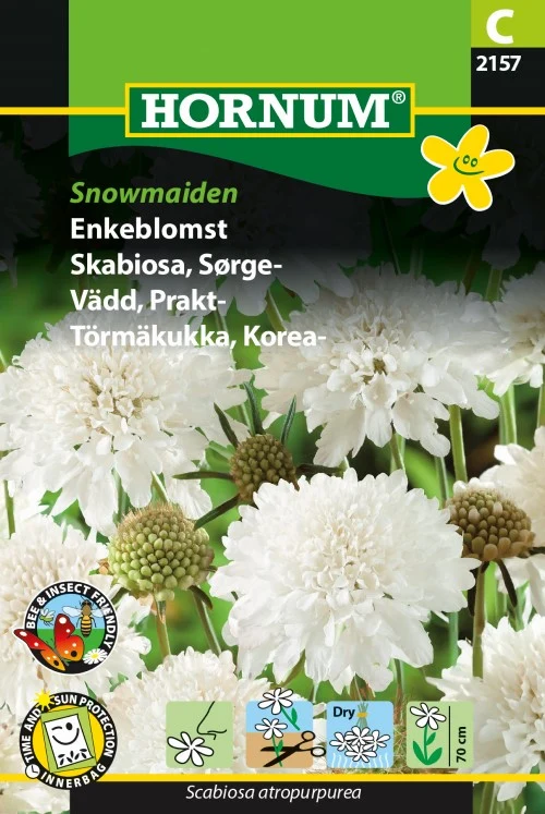 Praktvädd 'Snowmaiden'
