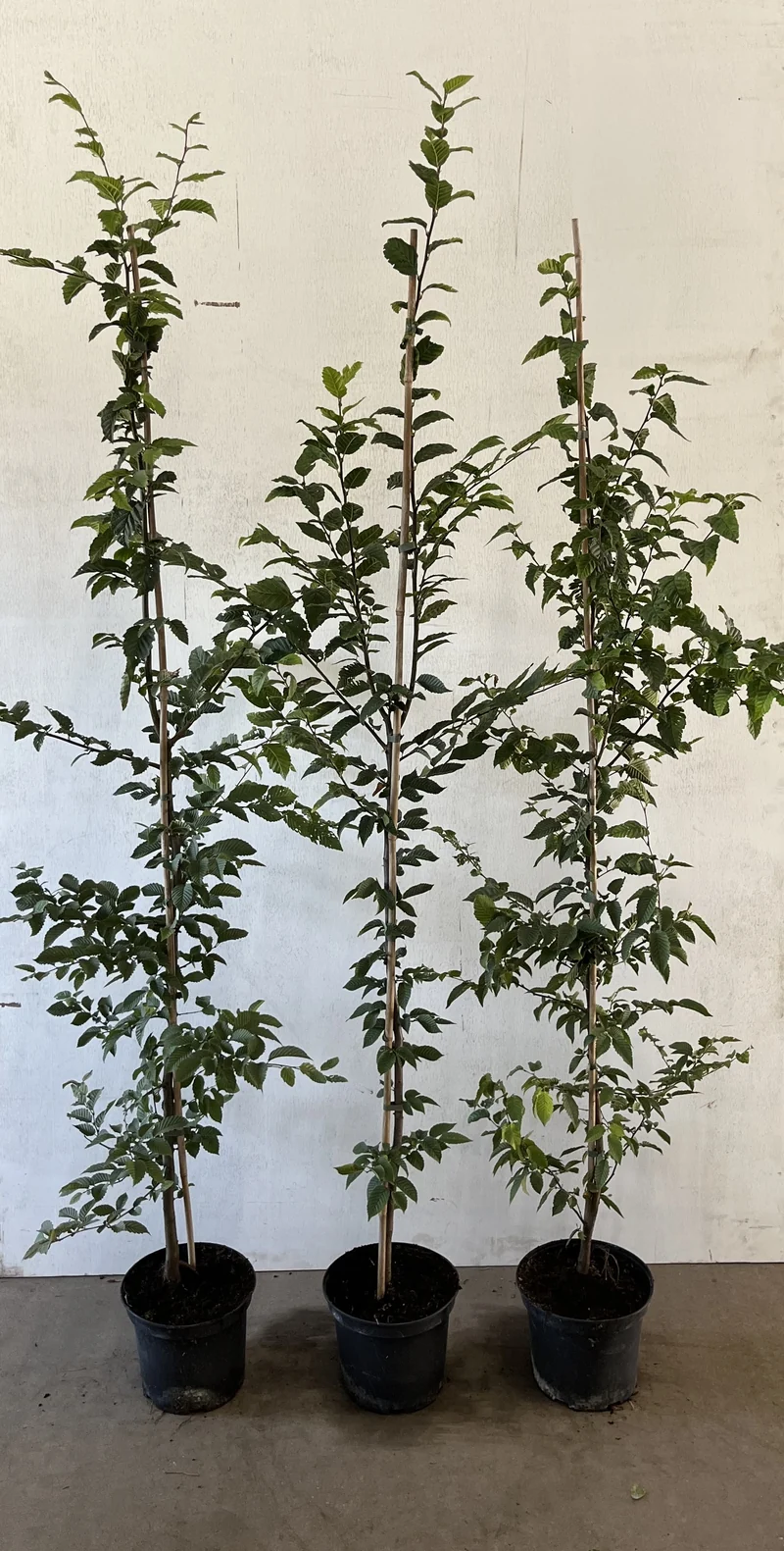 Fältlönn ; 60-100 cm 2,5 L kruka