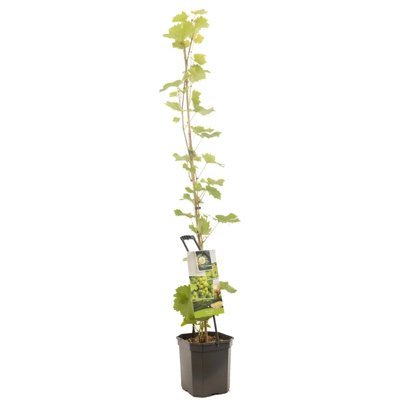 Vitis 'Solaris' 125-150 cm (6,5 liters kruka)