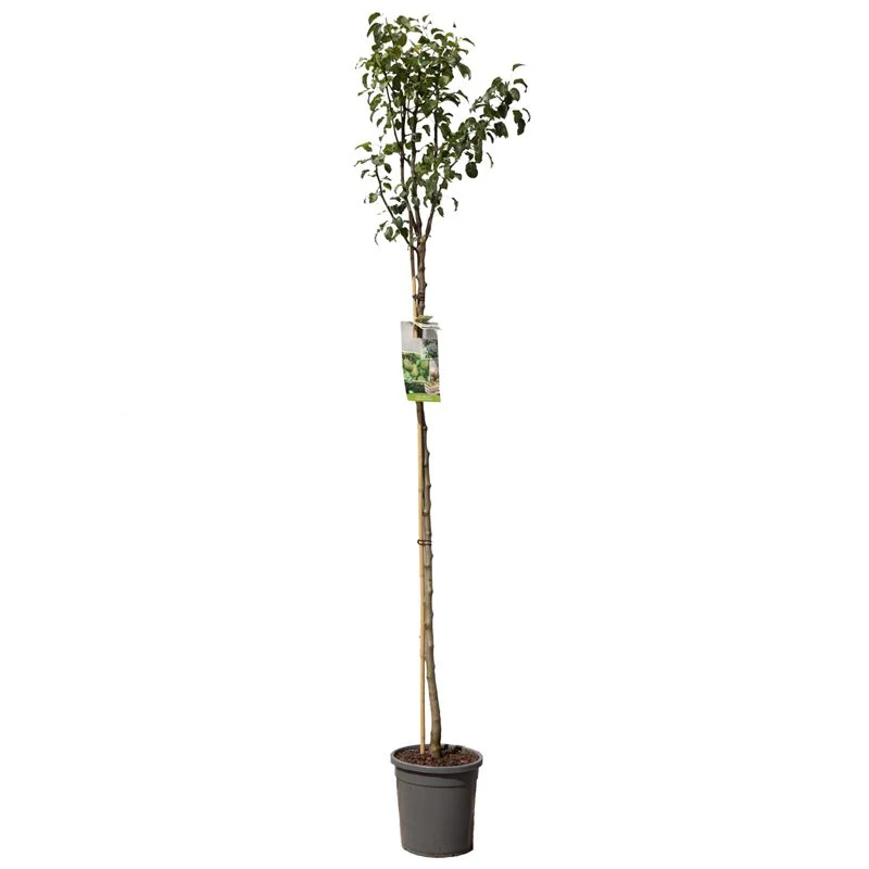 Päron - Pyrus communis 'Comice' - Högstam, C10 (10 liters kruka)