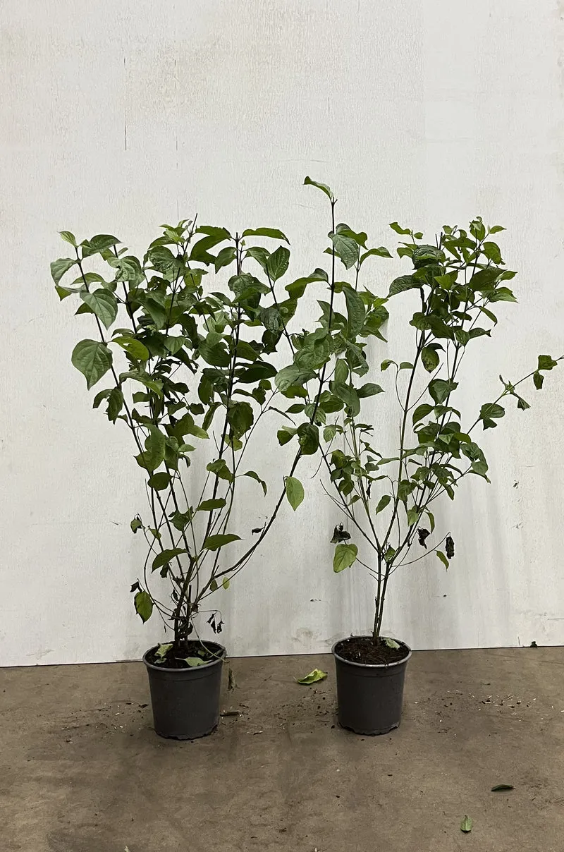 Hassel ; 40-60 cm 2,5 L kruka
