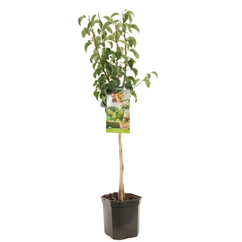 Pyrus communis 'Primo Conference' - 60 cm stam, 6,5 liters kruka